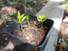 Ruscus aculeatus seedlings1.jpg (117162 bytes)