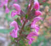 Salvia nemorosa Pink.jpg (28265 bytes)